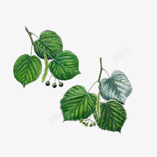 手绘菩提树叶png免抠素材_新图网 https://ixintu.com 叶子 手绘 植物 菩提树 菩提树叶