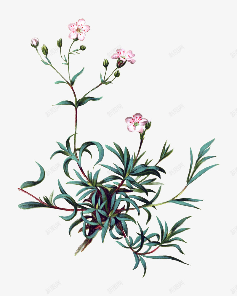 粉色小碎花png免抠素材_新图网 https://ixintu.com png图形 png装饰 小碎花 植物 粉色 绿叶 装饰