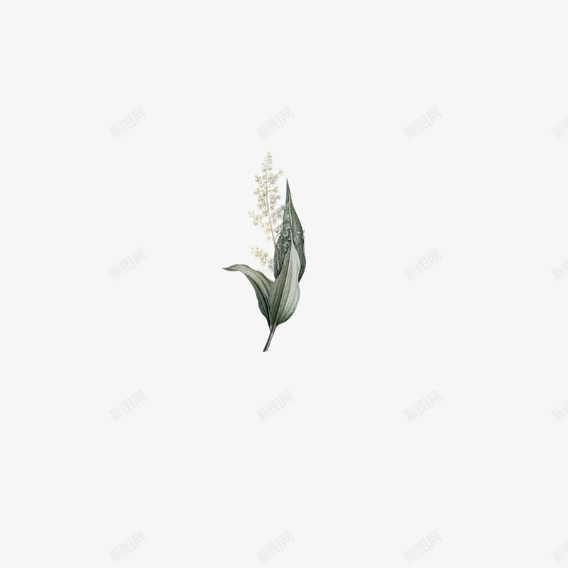 绿叶白花手绘水墨风格花草png免抠素材_新图网 https://ixintu.com 水墨 白花 绿叶 花草