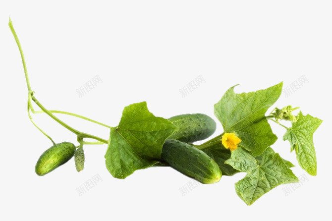 绿色简约美食黄瓜图png免抠素材_新图网 https://ixintu.com 绿色健康 绿色饮食 黄瓜 黄瓜叶子 黄瓜花 黄瓜藤