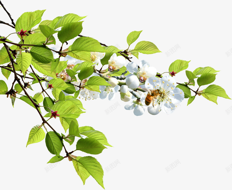春天淡雅白色树枝花朵png免抠素材_新图网 https://ixintu.com 春天 树枝 淡雅 白色 花朵
