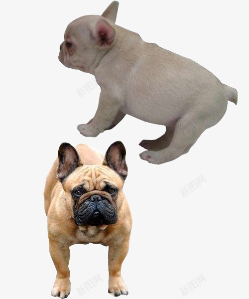毛发不同的狗png免抠素材_新图网 https://ixintu.com 动物 斗牛犬 法斗 肌肉发达 背毛平滑