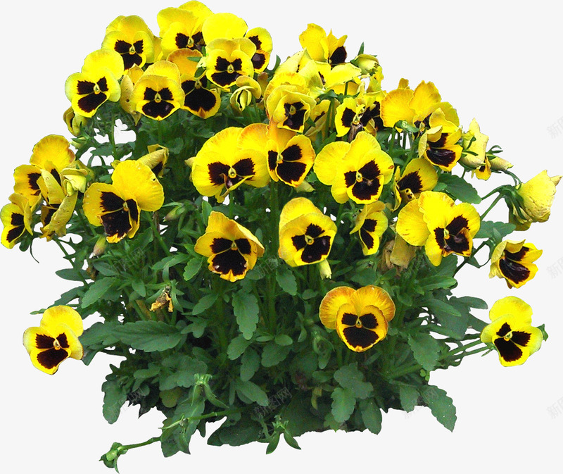 景观植物三色堇花篱灌木球png免抠素材_新图网 https://ixintu.com 地被植物 景观苗木 植物 灌木地被 灌木球 绿篱球 花丛 花中提琴 黄花三色堇