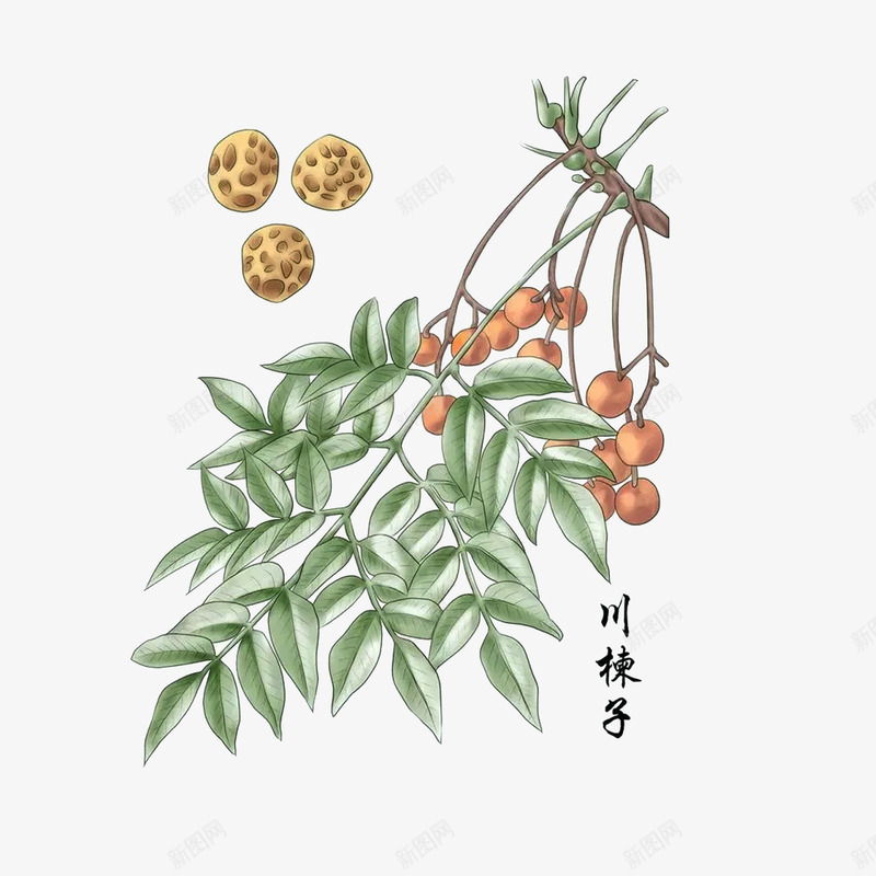 中药材川棟子psd免抠素材_新图网 https://ixintu.com 中草药 中药材川棟子 彩绘图 手绘中药材 果实