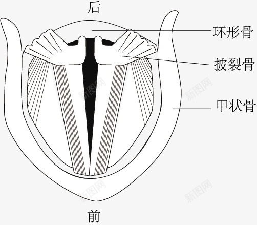 声带发声示意图png免抠素材_新图网 https://ixintu.com 发声 声带 生物教学 示意图 细胞结构