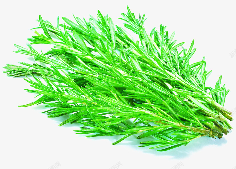 绿色米迭香png免抠素材_新图网 https://ixintu.com 手绘植物 手绘香草 本草植物 生物迷迭香草 迷迭香