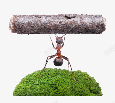 一只蚂蚁举起着的树png免抠素材_新图网 https://ixintu.com 力气 精神 草地