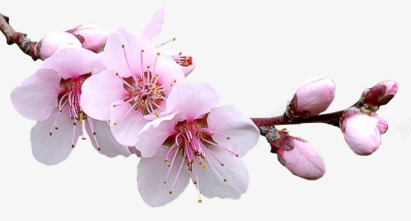 粉红色梅花png免抠素材_新图网 https://ixintu.com 梅花 植物 粉红色梅花 花朵 花朵png免费下载 花草 鲜艳花朵 鲜花