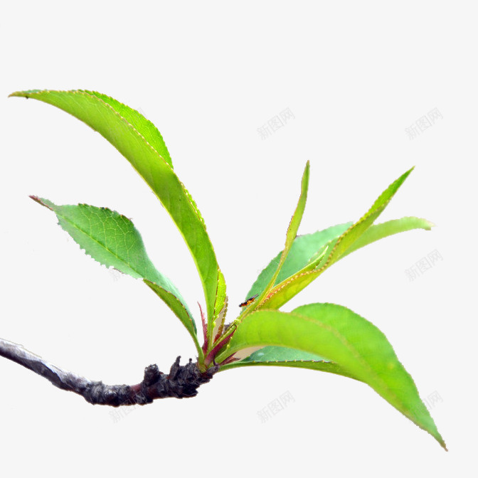 桃叶桃枝png免抠素材_新图网 https://ixintu.com 叶片 树枝树叶 桃叶 绿色树叶 鲜嫩桃叶