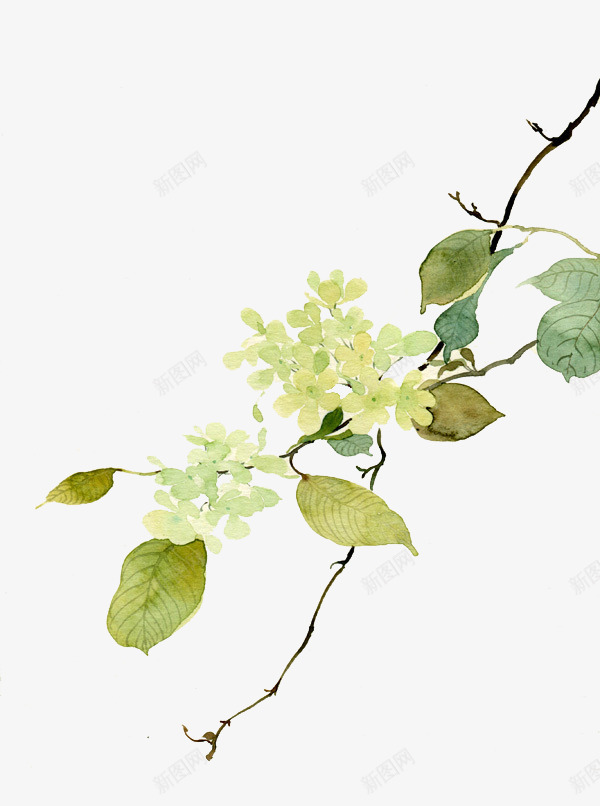 手绘梨花矢量图ai免抠素材_新图网 https://ixintu.com 中国风 树枝 梨花 梨花树 梨花矢量 水彩 矢量图