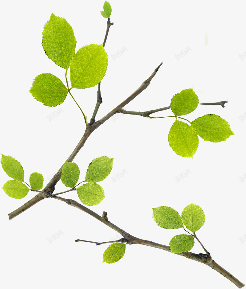春季清新绿叶树枝装饰植物png免抠素材_新图网 https://ixintu.com 春季 树枝 植物 清新 绿叶 装饰