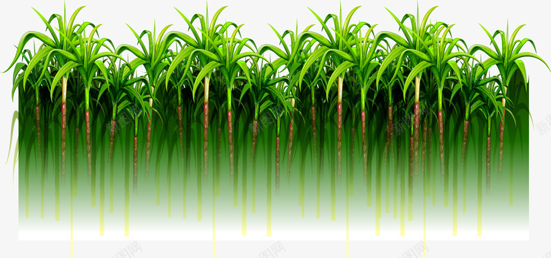 绿色简约甘蔗林png免抠素材_新图网 https://ixintu.com 免抠PNG 植物 水果 甘蔗林 竹蔗 简约 绿色 装饰图案