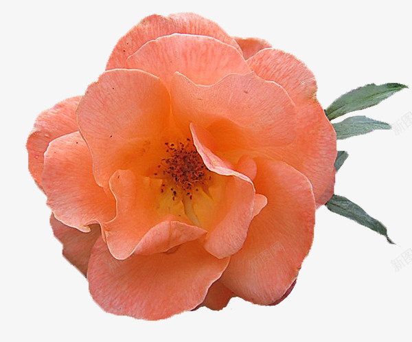 粉红色玫瑰花png免抠素材_新图网 https://ixintu.com 粉红色玫瑰花