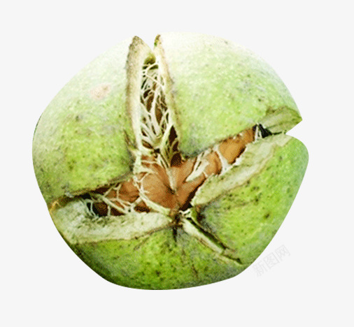 裂皮的青皮核桃png免抠素材_新图网 https://ixintu.com 开裂的青核桃 成熟核桃果实 成熟青核桃 裂开的核桃 鲜核桃
