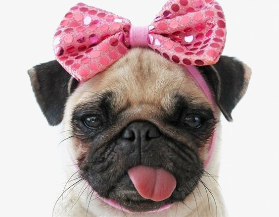 沙皮犬png免抠素材_新图网 https://ixintu.com 可爱 宠物 宠物买卖 宠物促销 宠物医院 宠物店 宠物店海报 宠物海报 宠物犬 宠物狗 宠物猫 宠物诊所 宠物食品 展板模板 广告设计 开业海报 沙皮 沙皮免扣元素 沙皮犬 设计