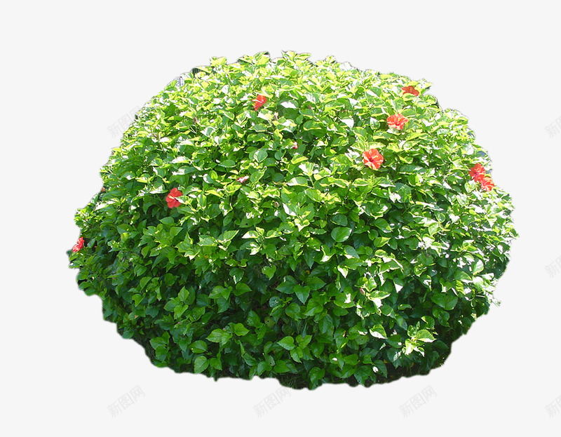 景观植物木槿灌木球png免抠素材_新图网 https://ixintu.com 大红花 扶桑 景观苗木 木槿 植物 灌木地被 灌木球 绿篱球 花丛
