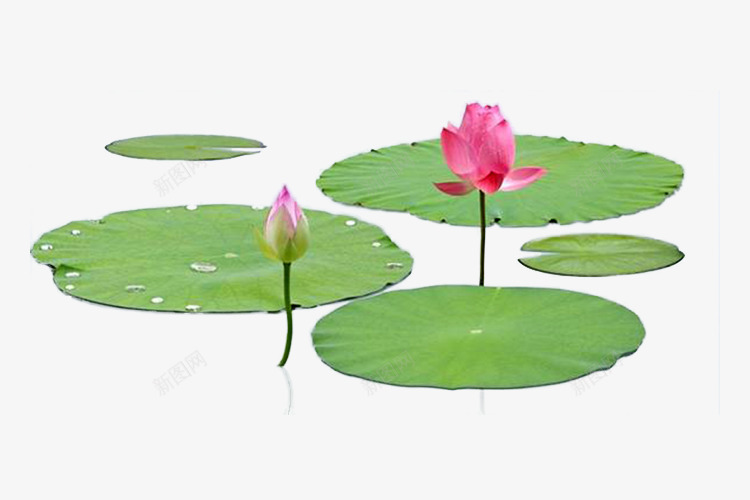 荷花荷叶莲叶摄影png免抠素材_新图网 https://ixintu.com 摄影 竹子荷花荷叶满池塘 绿植 绿色 花卉 荷叶 荷花 荷花叶