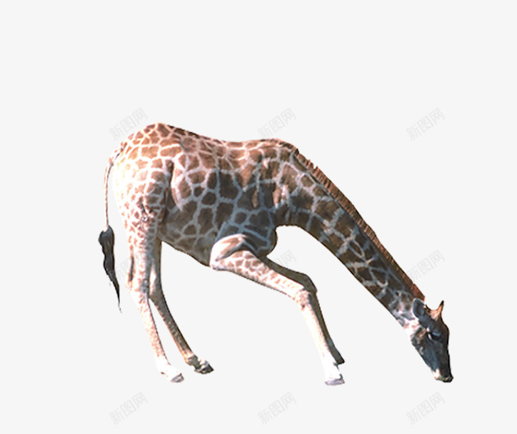 喝水长颈鹿png免抠素材_新图网 https://ixintu.com 动物 活物 生物 长颈鹿