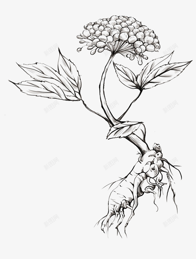 手绘药草线稿11png免抠素材_新图网 https://ixintu.com 手绘 树叶 热带植物 花朵