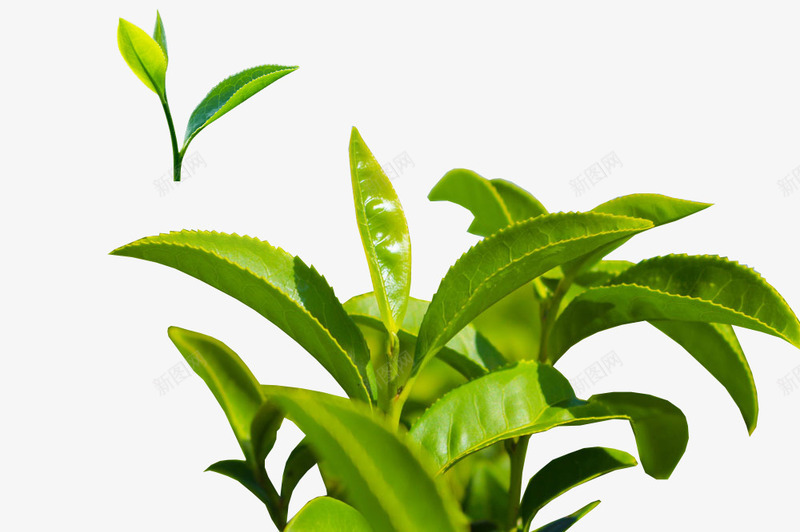 萌芽的茶叶背景片png免抠素材_新图网 https://ixintu.com 图片 素材 背景 茶叶 萌芽