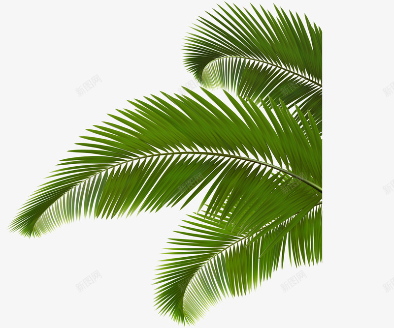 绿色植物椰树叶png免抠素材_新图网 https://ixintu.com 免抠PNG 树叶 树枝 植物 椰树叶 绿色 装饰图案
