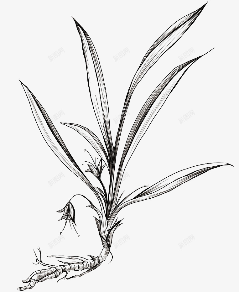 手绘药草线稿14png免抠素材_新图网 https://ixintu.com 手绘 树叶 热带植物 花朵