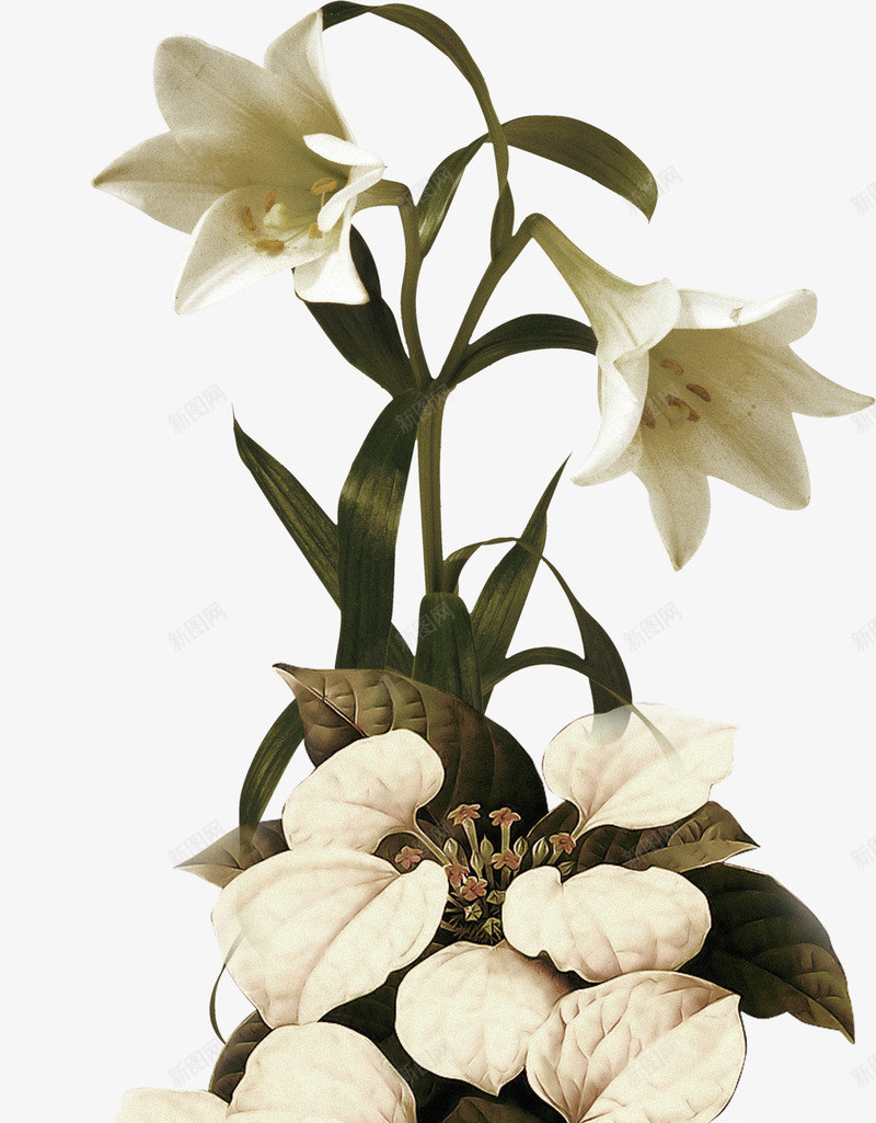 版画彩色手绘植物绿叶植物白花png免抠素材_新图网 https://ixintu.com 彩色手绘 植物 版画 白花 绿叶植物