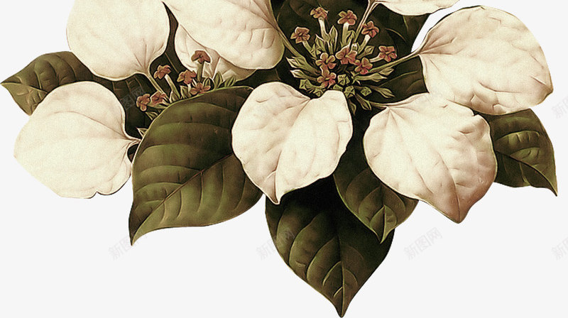 版画彩色手绘植物绿叶植物白花png免抠素材_新图网 https://ixintu.com 彩色手绘 植物 版画 白花 绿叶植物