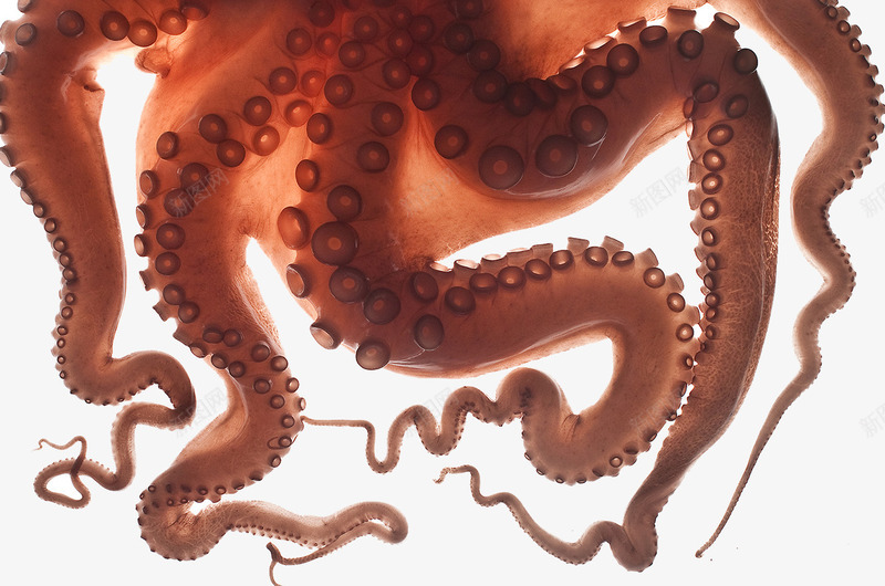 深海章鱼png免抠素材_新图网 https://ixintu.com 海产品 深海生物 章鱼足 触须