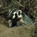 獾美国鱼类和野生动物服务png免抠素材_新图网 https://ixintu.com badger 獾