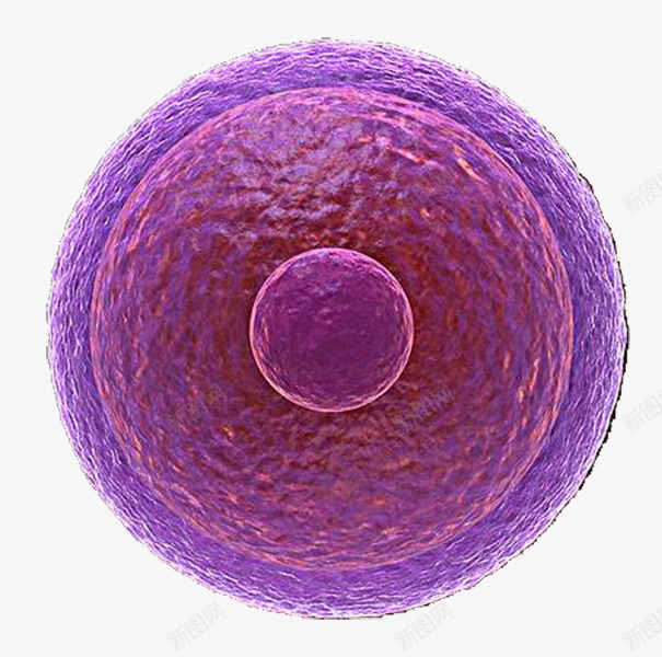 紫色生物医学细胞图示png免抠素材_新图网 https://ixintu.com 医学细胞 圆形 生物 研究 科研 细胞