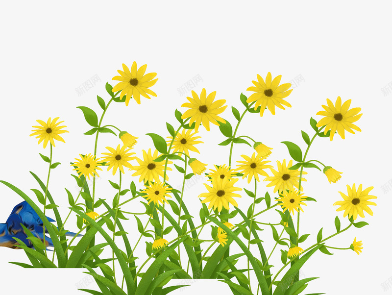 重阳节中国风卡通菊花psd免抠素材_新图网 https://ixintu.com 九九重阳 卡通 水墨重阳节 菊花 重阳佳节 重阳节 重阳节中国风