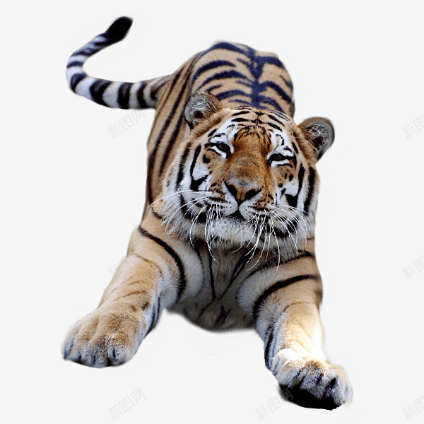 猛兽老虎png免抠素材_新图网 https://ixintu.com 动物 动物世界 动物园 生物 老虎 野兽 野生动物