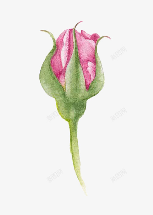手绘粉色玫瑰花png免抠素材_新图网 https://ixintu.com 手绘 植物 玫瑰 粉色 花朵 花骨朵 鲜花