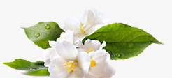 白色淡雅花朵露珠树叶png免抠素材_新图网 https://ixintu.com 树叶 淡雅 白色 花朵 露珠