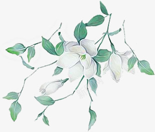 手绘绿叶白花png免抠素材_新图网 https://ixintu.com 白花 绿叶