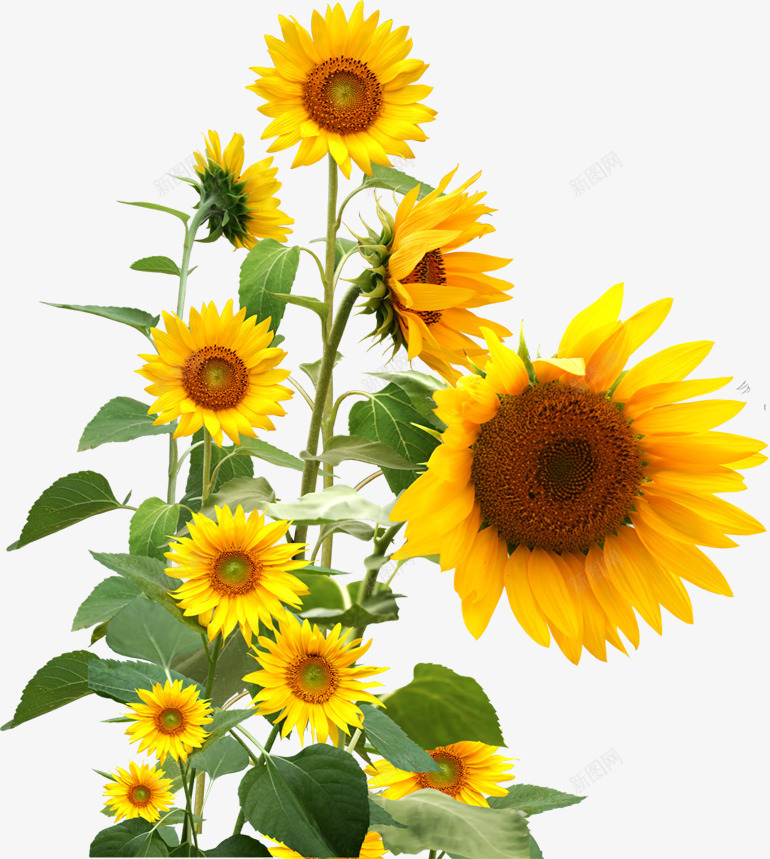 黄色清新向日葵花朵美景png免抠素材_新图网 https://ixintu.com 向日葵 清新 美景 花朵 黄色