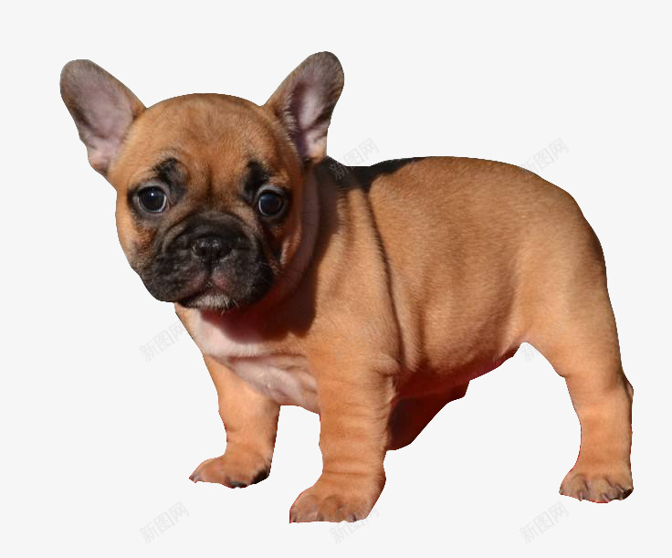 法国斗牛犬png免抠素材_新图网 https://ixintu.com 法斗 结构紧凑 肌肉发达 背毛平滑 骨骼沉重
