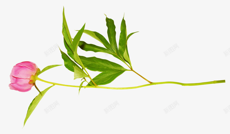 红色花苞绿色枝叶一朵红花png免抠素材_新图网 https://ixintu.com 一朵 枝叶 红色 红花 绿色 花苞