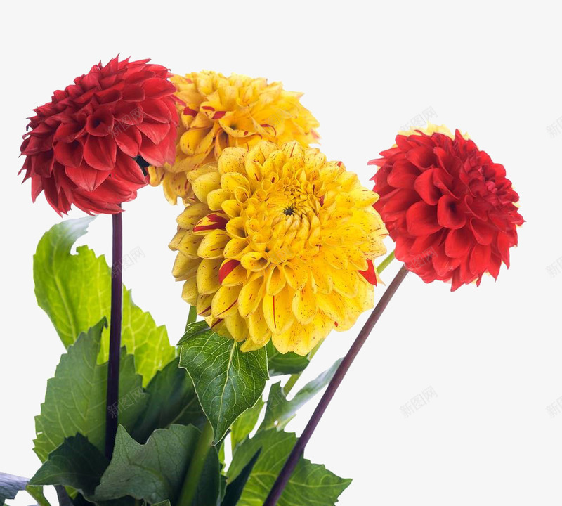 黄色和红色菊花png免抠素材_新图网 https://ixintu.com 园艺 实物 彩色 秋天 秋菊 红色 花 花束 花瓣 菊花 菊花图案 菊花花束 黄色