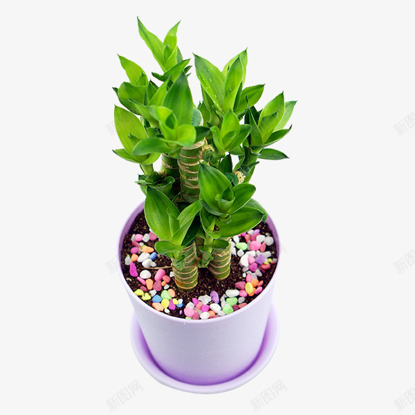 一盆富贵竹png免抠素材_新图网 https://ixintu.com 实物 富贵竹 植物 盆栽