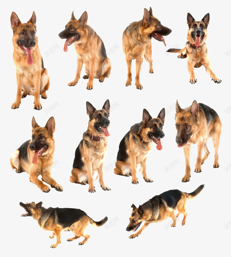 黑背狼狗png免抠素材_新图网 https://ixintu.com 德国黑背 德牧 牧羊犬 狼狗 黑背