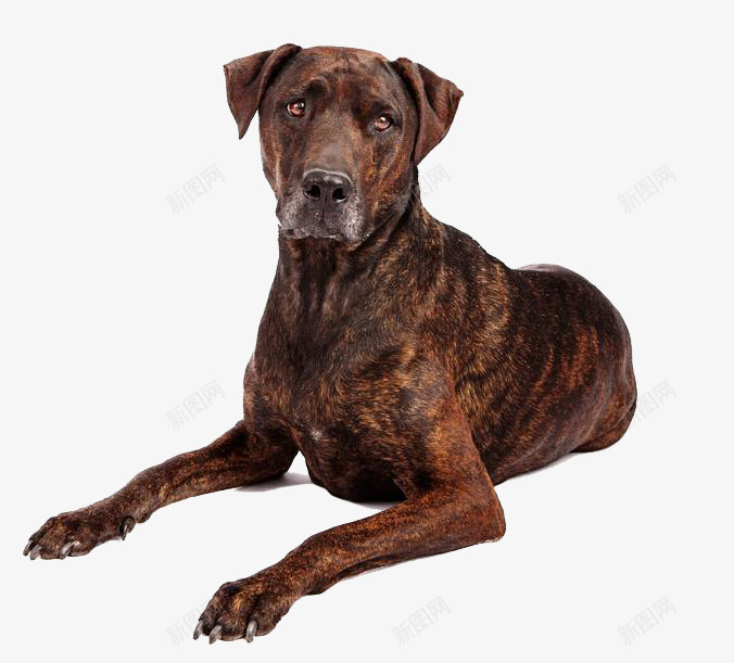 大猎犬摄影png免抠素材_新图网 https://ixintu.com 动物 可爱 哺乳动物 大猎犬摄影 实物 宠物 家族 拉布拉多犬 斑纹 狗 驯服