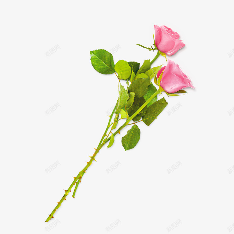 粉色玫瑰花psd免抠素材_新图网 https://ixintu.com 卡通 娇艳 淡雅 花卉 装饰图案