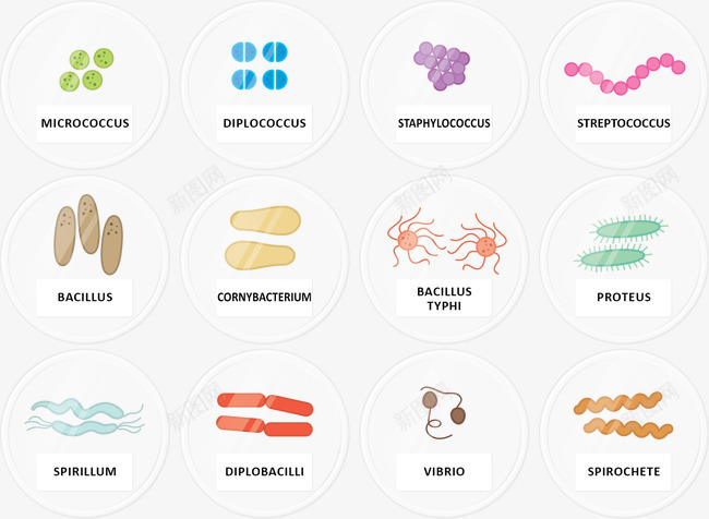 手绘细菌矢量图ai免抠素材_新图网 https://ixintu.com 微生物 细菌 矢量图