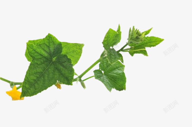 简约清新美食黄瓜叶图png免抠素材_新图网 https://ixintu.com 健康饮食 绿色 蔬菜 黄瓜 黄瓜叶子 黄瓜花 黄瓜藤