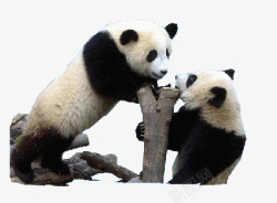 黑白熊猫嬉戏玩耍树干素材