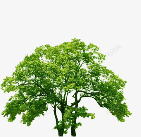 春季清新大树景观装饰png免抠素材_新图网 https://ixintu.com 大树 春季 景观 清新 装饰