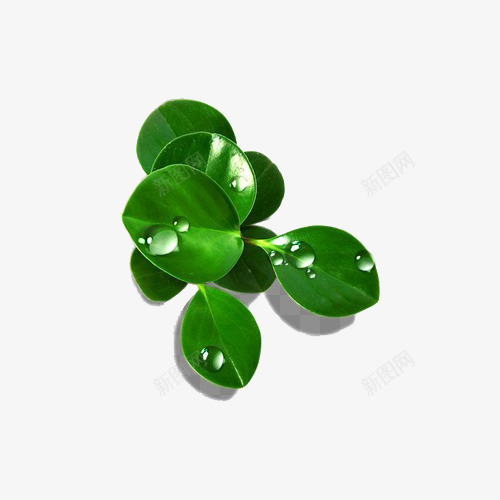叶子上的水珠png免抠素材_新图网 https://ixintu.com 树叶 植物 水珠 绿叶