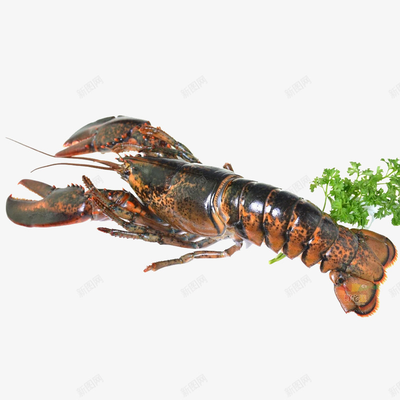 大龙虾png免抠素材_新图网 https://ixintu.com 海鲜 澳洲龙虾 美食 菜叶 进口龙虾